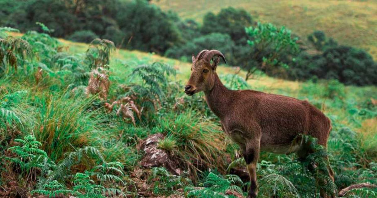 Eravikulam National Park